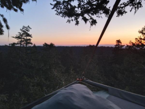 Tree Climbing at Silver Falls